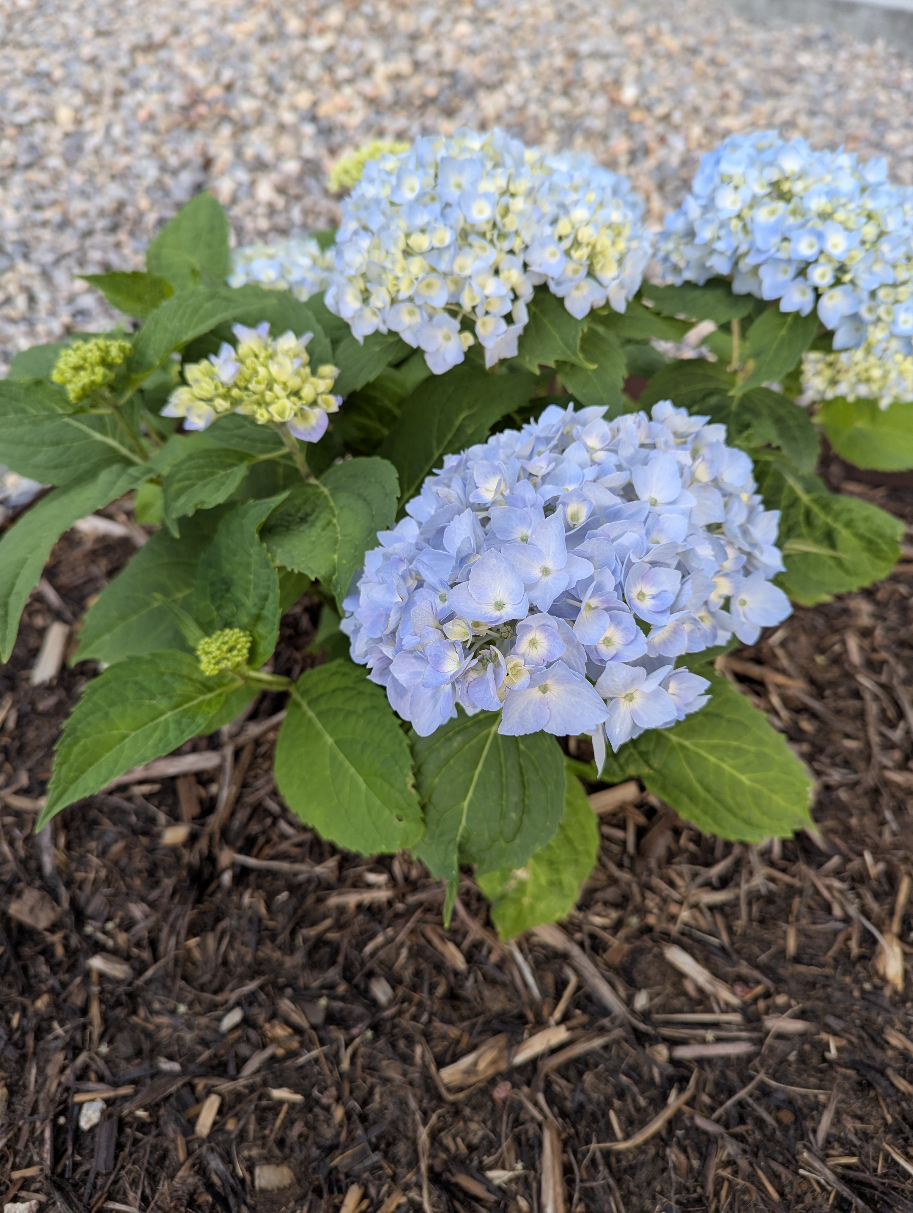 Garden, Morrison, Colorado